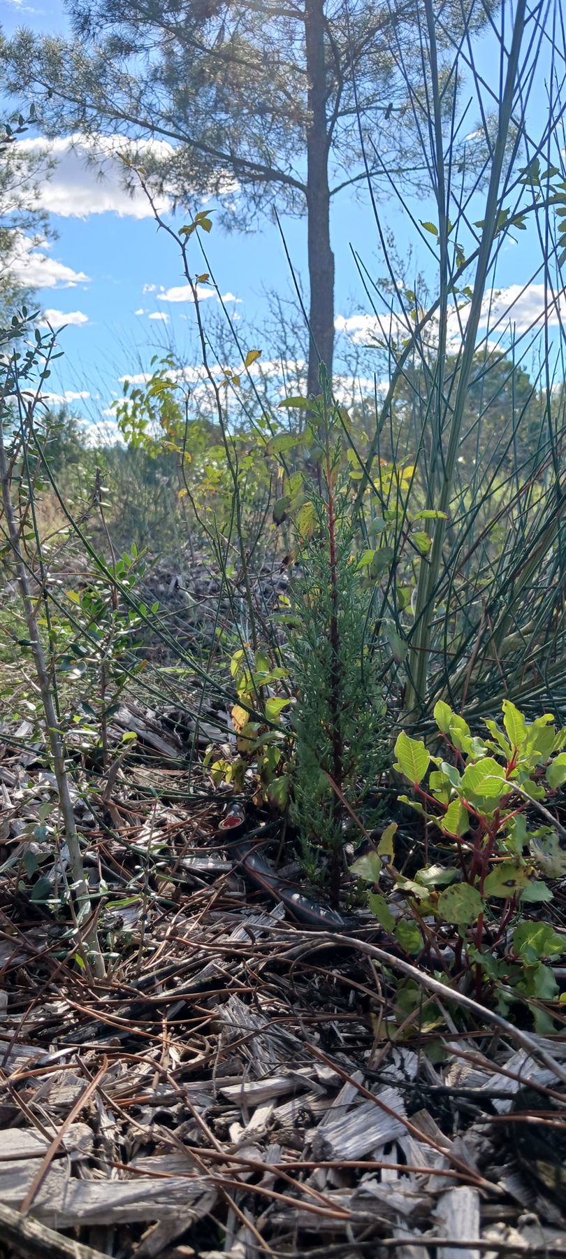 Ninho agroflorestal