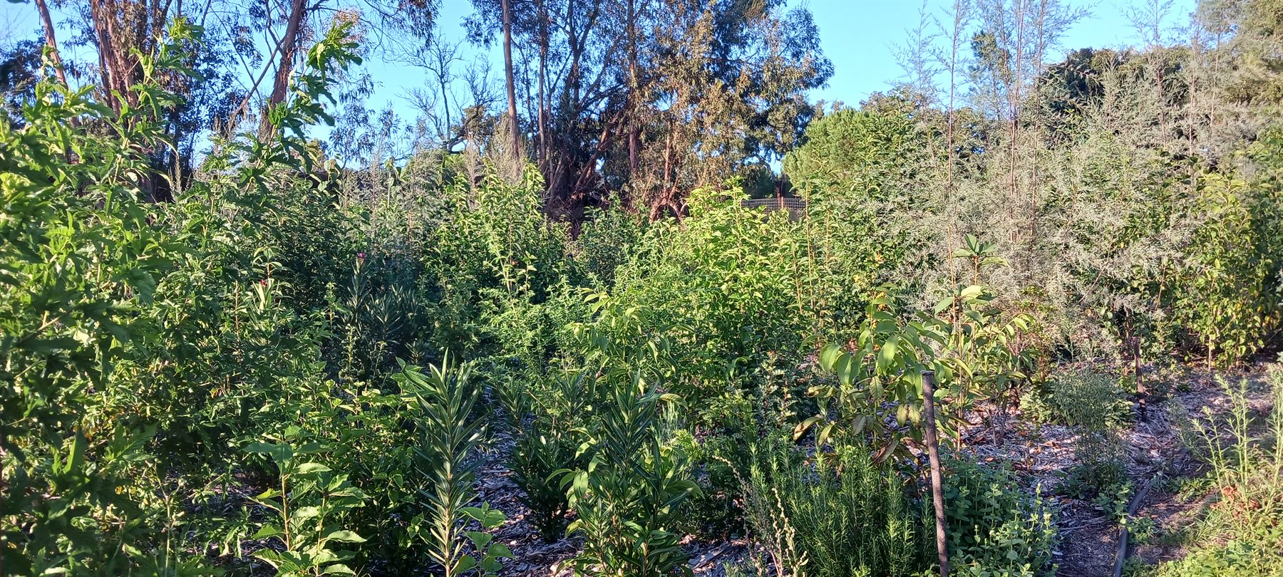 Bosque Miyawaki em crescimento denso