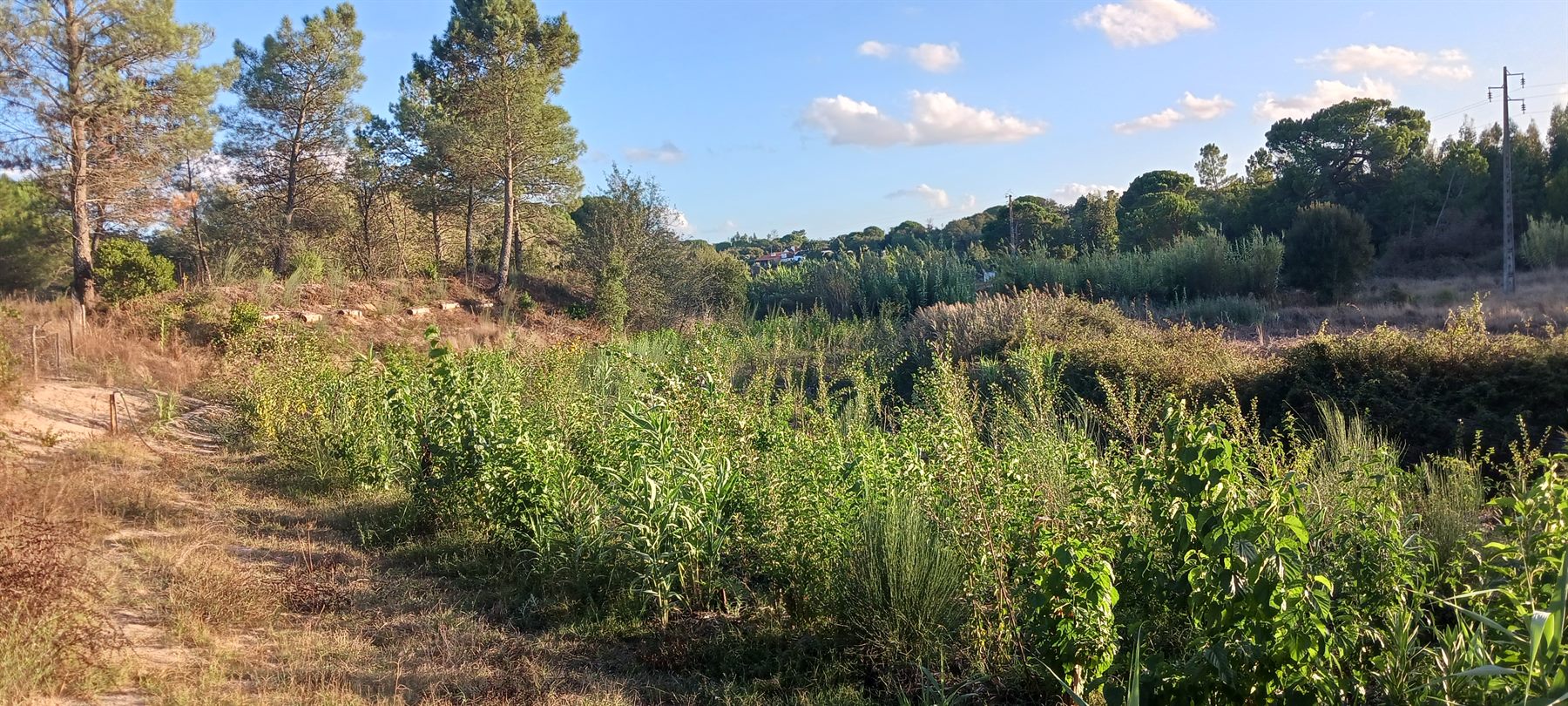 Linhas de agrofloresta em crescimento